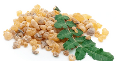 短期貨7折優惠 30% Off : 德國乳香膠囊 TISSO Pro Boswellia (180 capsules)