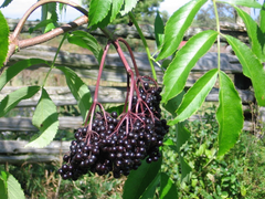 加拿大有機凍乾接骨木莓 SURO Organic Freeze Dried Elderberry (60 caps)