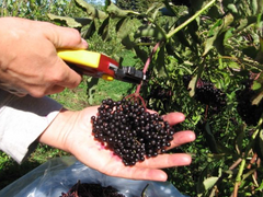 加拿大有機凍乾接骨木莓 SURO Organic Freeze Dried Elderberry (60 caps)