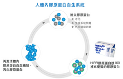 10% off 護關節膠原蛋白肽 3盒 (每盒330克) Nippi Collagen 100 for Joint Health 3 boxes (300g each)